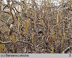 Corylus avellana Contorta