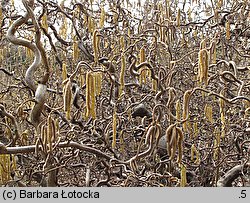 Corylus avellana Contorta