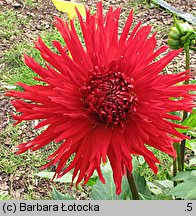Dahlia hort. Apache