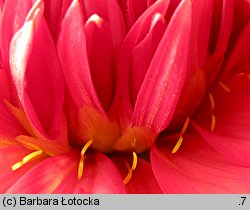 Dahlia hort. Apache
