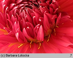 Dahlia hort. Apache