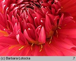 Dahlia Apache