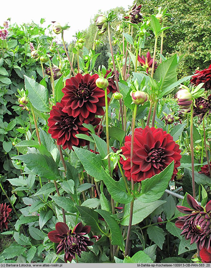 Dahlia hort. Kochelsee