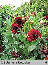 Dahlia hort. Kochelsee