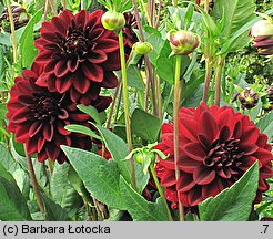 Dahlia hort. Kochelsee