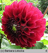 Dahlia hort. (dalia (ogr.))