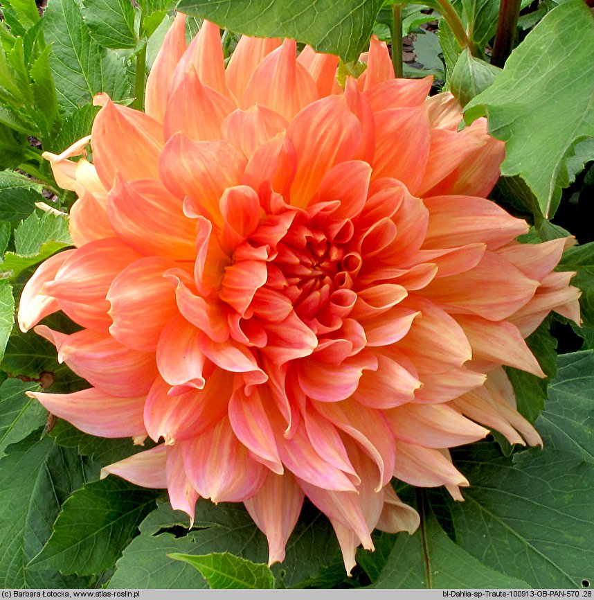Dahlia hort. Traute