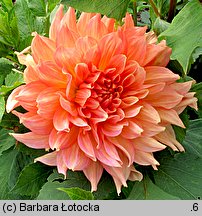 Dahlia hort. Traute