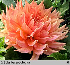 Dahlia hort. Traute