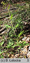 Dentaria bulbifera (żywiec cebulkowy)