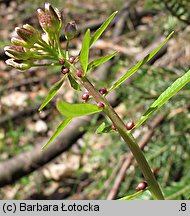 Dentaria bulbifera (żywiec cebulkowy)