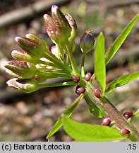 Dentaria bulbifera (żywiec cebulkowy)