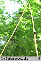 Dentaria bulbifera (żywiec cebulkowy)