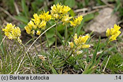 Draba aizoides (głodek mrzygłód)