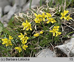 Draba aizoides (głodek mrzygłód)