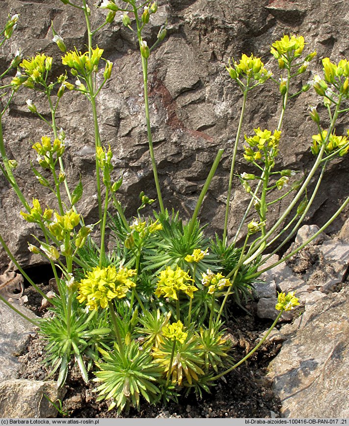 Draba aizoides (głodek mrzygłód)