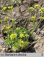 Draba aizoides (głodek mrzygłód)