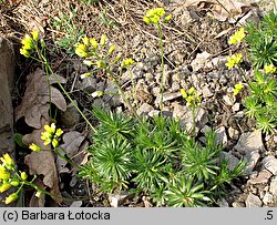 Draba aizoides (głodek mrzygłód)