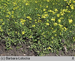 Draba sibirica (głodek syberyjski)