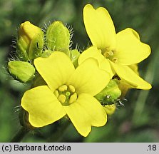 Draba sibirica (głodek syberyjski)