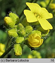 Draba sibirica (głodek syberyjski)