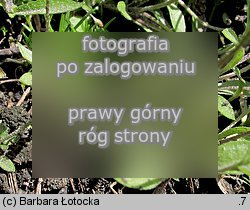 Draba sibirica (głodek syberyjski)