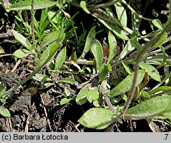 Draba sibirica (głodek syberyjski)