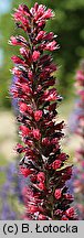 Echium russicum (żmijowiec czerwony)