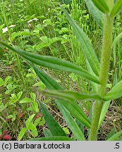 Echium russicum (żmijowiec czerwony)