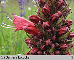 Echium russicum (żmijowiec czerwony)