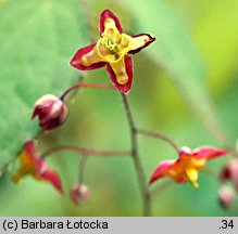 Epimedium alpinum (epimedium alpejskie)