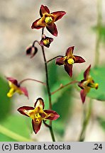 Epimedium alpinum (epimedium alpejskie)