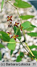 Epimedium alpinum (epimedium alpejskie)