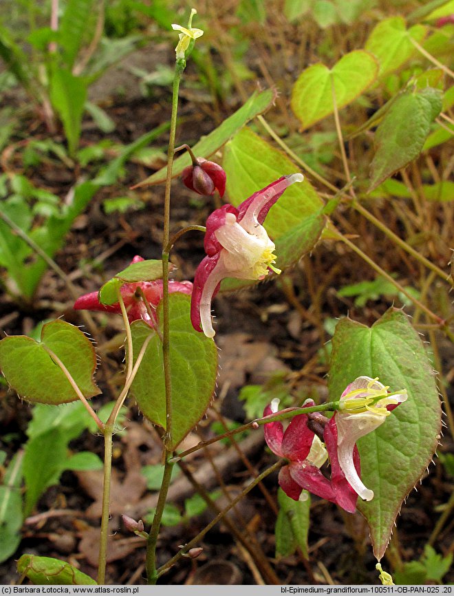 Epimedium grandiflorum (epimedium wielkokwiatowe)