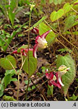 Epimedium grandiflorum (epimedium wielkokwiatowe)