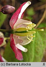 Epimedium grandiflorum (epimedium wielkokwiatowe)