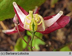 Epimedium grandiflorum (epimedium wielkokwiatowe)