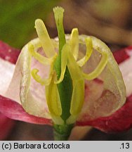 Epimedium grandiflorum (epimedium wielkokwiatowe)