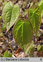 Epimedium grandiflorum (epimedium wielkokwiatowe)