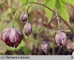 Epimedium grandiflorum (epimedium wielkokwiatowe)