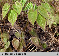 Epimedium grandiflorum (epimedium wielkokwiatowe)