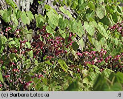 Epimedium grandiflorum (epimedium wielkokwiatowe)