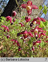 Epimedium grandiflorum (epimedium wielkokwiatowe)