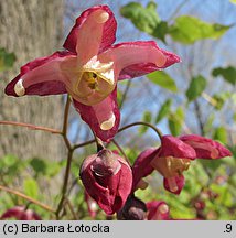 Epimedium grandiflorum (epimedium wielkokwiatowe)