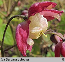 Epimedium grandiflorum (epimedium wielkokwiatowe)