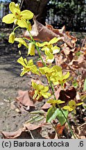 Epimedium pinnatum ssp. colchicum (epimedium pierzaste kolchidzkie)