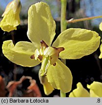 Epimedium pinnatum ssp. colchicum (epimedium pierzaste kolchidzkie)