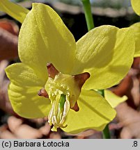 Epimedium pinnatum ssp. colchicum (epimedium pierzaste kolchidzkie)