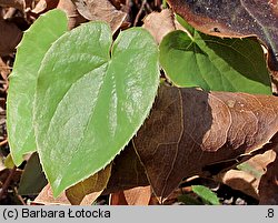 Epimedium pinnatum ssp. colchicum (epimedium pierzaste kolchidzkie)