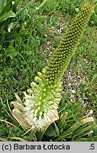 Eremurus himalaicus (pustynnik himalajski)